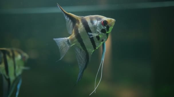 Pterophyllum Scalare Angel Fish Acuario — Vídeos de Stock