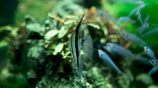 水族館での仲間の鱗片天使の魚 — ストック動画