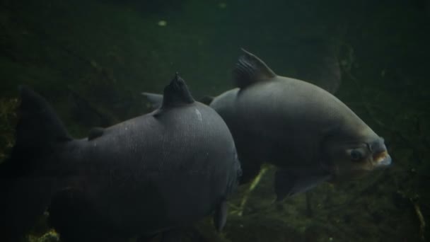 コロソママクロームパク水族館でアメリカの淡水セラスラム — ストック動画
