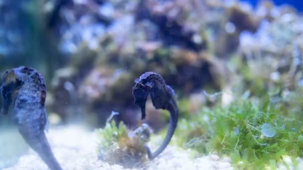 Seahorse Close Marine Aquarium Corals Anemones — Stock Video