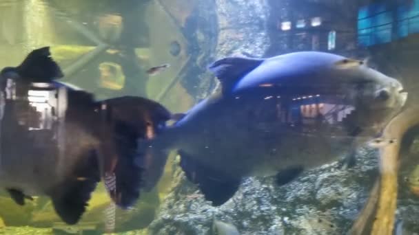 Colossoma Macropomum Pacu Amerikanska Sötvatten Serrasalmid Akvarium — Stockvideo
