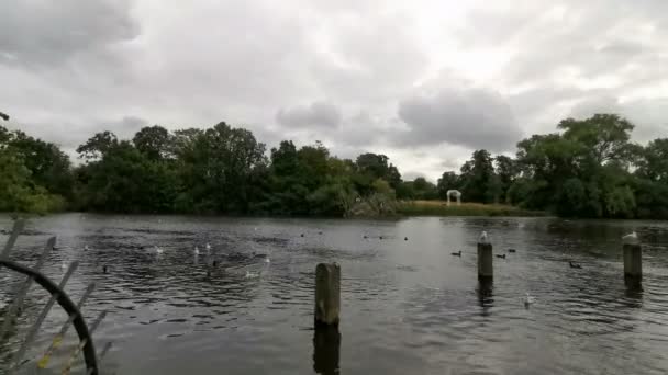 London hyde park kaczka panorama w pochmurny dzień — Wideo stockowe