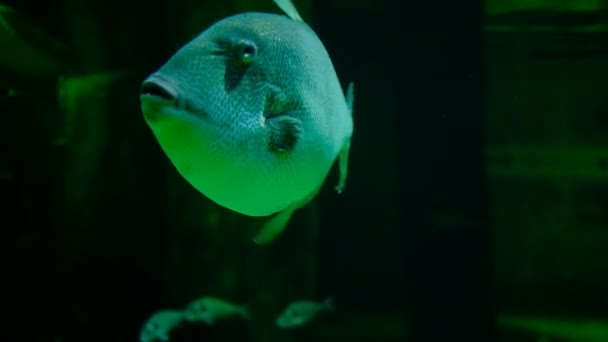 Große Drückerfische im Meerwasseraquarium — Stockvideo