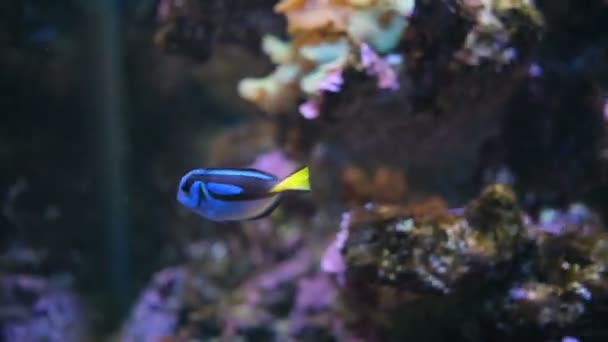 Paracanthurus hepatus blauer Doktorfisch — Stockvideo