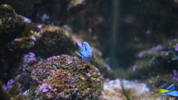Paracanthurus hepatus pez cirujano azul — Vídeos de Stock