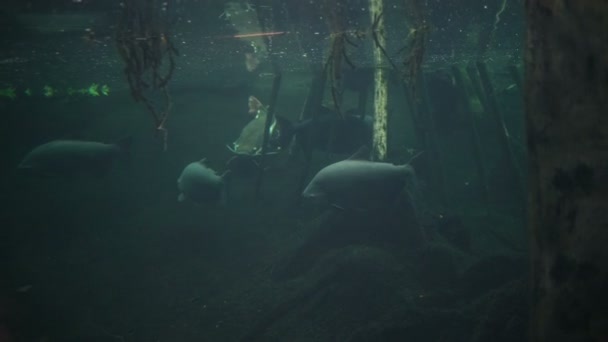 Bagres de cola roja Phractocephalus hemioliopterus en el acuario — Vídeos de Stock