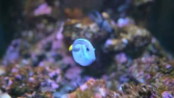 Паракантур гепатус синя хірургічна риба — стокове відео