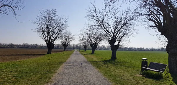 Piękny Spacer Rzece Crostolo Reggio Emilia Centrum Miasta Kozi Park — Zdjęcie stockowe