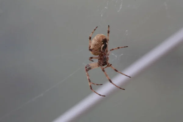 Zoropsis Spinimana Araña Grande Italia Tiempo Real — Foto de Stock