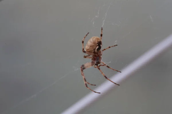 意大利大蜘蛛 在意大利的实时处理 — 图库照片