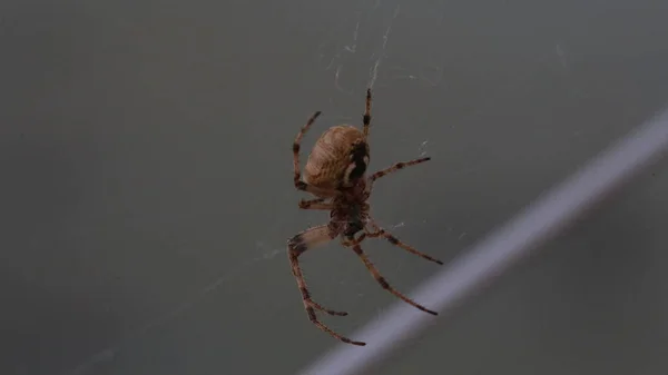 Zoropsis Spinimana Araña Grande Italia Tiempo Real — Foto de Stock