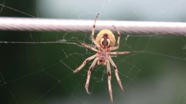 Zoropsis spinimana İtalyan büyük örümceği yaz mevsiminde ağ örüyor