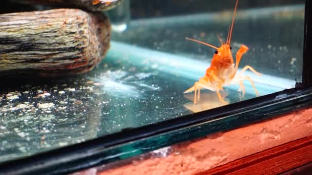 金鱼座金鱼座金鱼座桔子蟹在水族馆的分布 — 图库视频影像