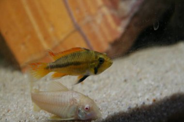 apistogramma cacatuoides Afrika cichlid balık akvaryumu