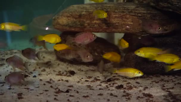 Afričtí Cichlids Ryby Akváriu Při Jídle Suché Potraviny — Stock video