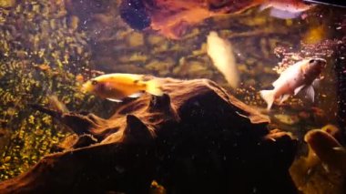 Afrika çikletleri akvaryumda balık yerken kuru yiyecekler yiyorlar.