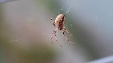 Zoropsis spinimana İtalyan büyük örümceği yaz mevsiminde ağ örüyor