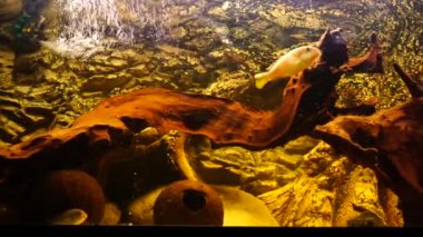 Afrika çikletleri akvaryumda balık yerken kuru yiyecekler yiyorlar.