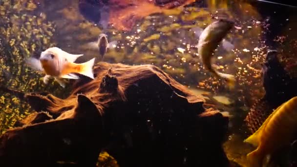 Afrikaanse Cichliden Vissen Het Aquarium Terwijl Droog Voer Eten — Stockvideo