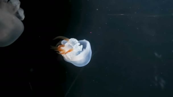 Akvaryumda Dört Yapraklı Yonca Denizanası Mavi Gece Lambası — Stok video