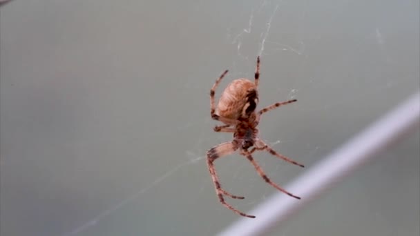 Zoropsis Spinimana Italian Big Spider Making Web Summer Time — Stock Video