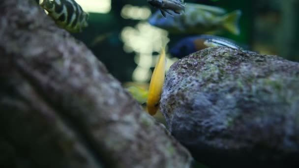 水族館でのアフリカの魚 — ストック動画