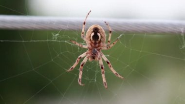 Zoropsis spinimana İtalya 'da gerçek zamanlı büyük bir örümcek.