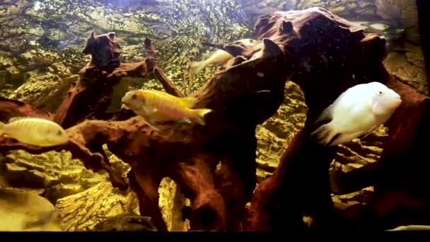 Peces Cíclidos Africanos Acuario Mientras Comen Alimentos Secos — Vídeo de stock