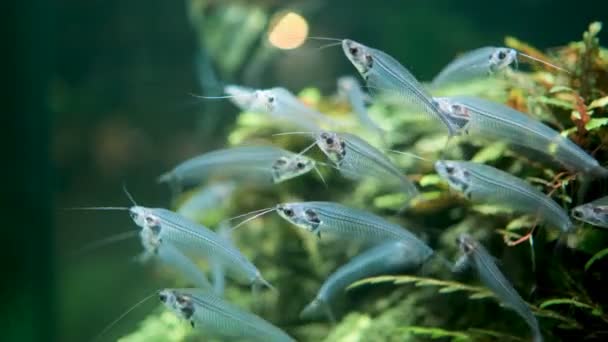 수족관에 물고기로 Bicirrhis Siluridae Shoal Glassfish Community Aquarium — 비디오