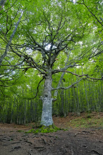 Ventasso Reggio Emilia Lac Montagne Colline Dans Une Belle Journée — Photo