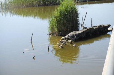 Dişi yaban ördeği ve göl kıyısında taş üstünde civciv.