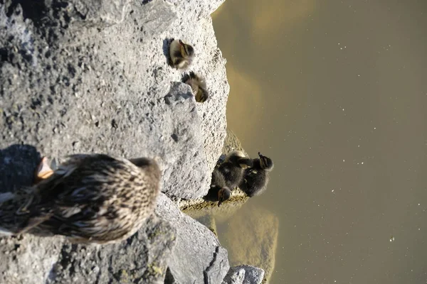 Female Mallard Duck Chicks Rock Lake Massaciuccoli Lake Tower — Stock Photo, Image