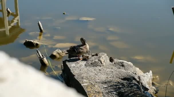 雌性野鸭 小鸡在湖上的岩石上 西兰花湖塔 — 图库视频影像