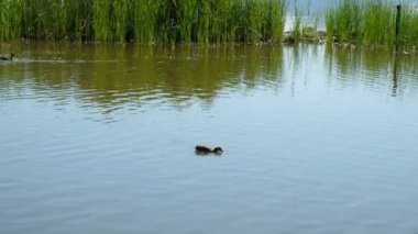 Torre del lago puccini viareggio lucca massaciucoli gölü kulesi ve pagoda