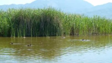 Torre del lago puccini viareggio lucca massaciucoli gölü kulesi ve pagoda