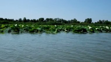 Mantova gölleri çiçek açmış zambaklar tarafından görülür.