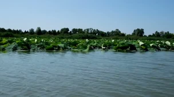 Mantova lakes seen from a boat water lilies in bloom — Stock Video