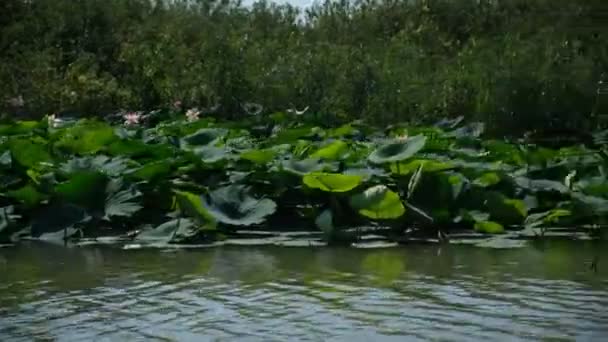 Mantova meren gezien vanaf een boot water lelies in bloei — Stockvideo