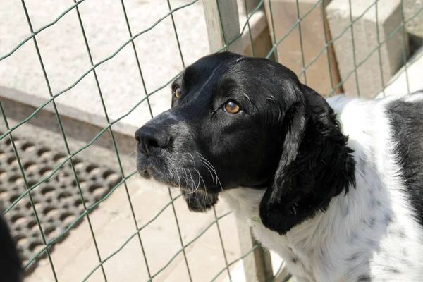 Bellissimo cane springer spaniel bianco e nero accarezzato — Foto Stock