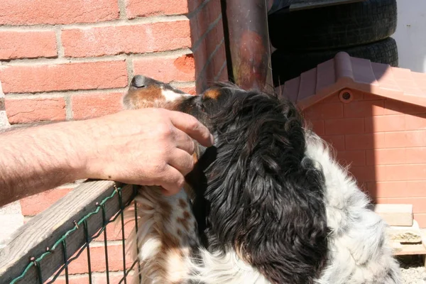 Bonito preto e branco springer spaniel cão acariciado — Fotografia de Stock