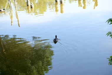 Güneşli bir günde Torre del lago puccini 'de ördek ve yaban ördekleri