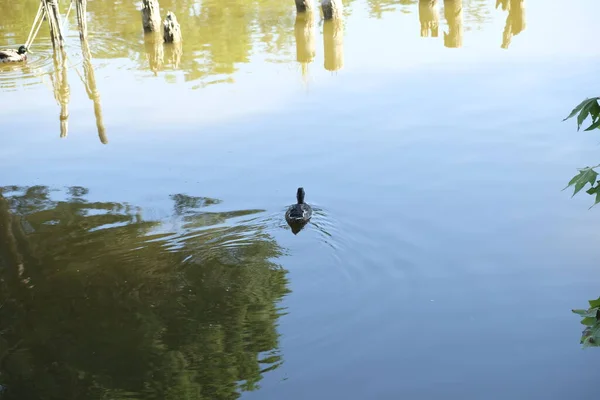 Kacsa Tőkés Réce Torre Del Lago Puccininál Napsütéses Időben — Stock Fotó