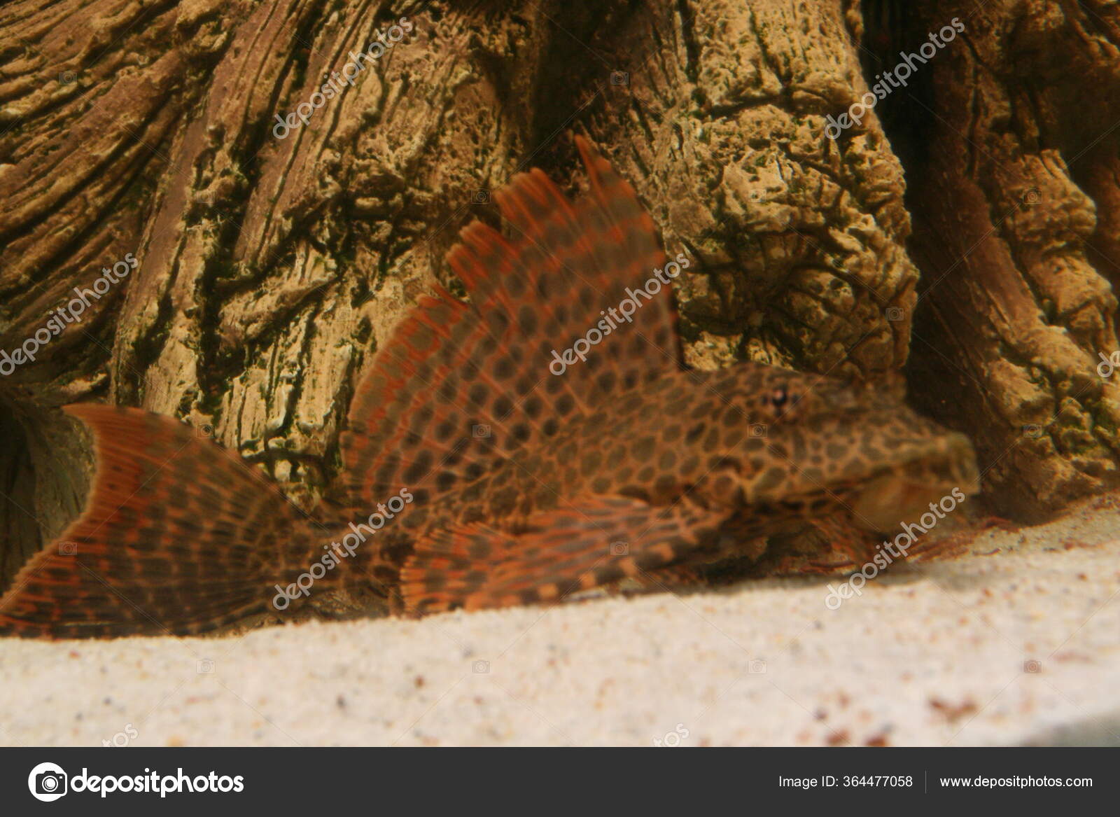 Plecostomus Bottom Fish Aquarium Ridge Stock Photo by 364477058