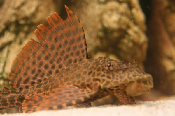 Plecostomus Bottom Fish Aquarium Ridge — Stock Photo, Image