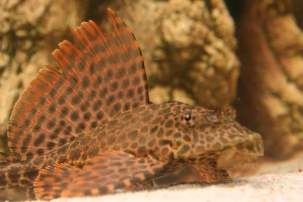 Akvaryumdaki Plecostomus Balığı — Stok fotoğraf