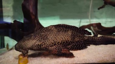 Akvaryumdaki plecostomus balığı.