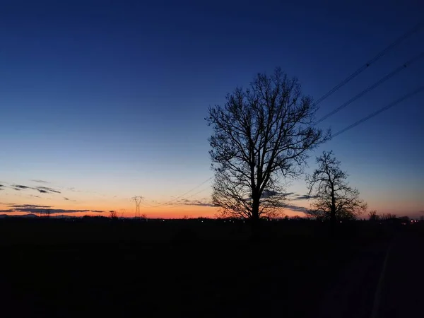 Uma Árvore Com Pôr Sol Fundo Foto Alta Qualidade — Fotografia de Stock