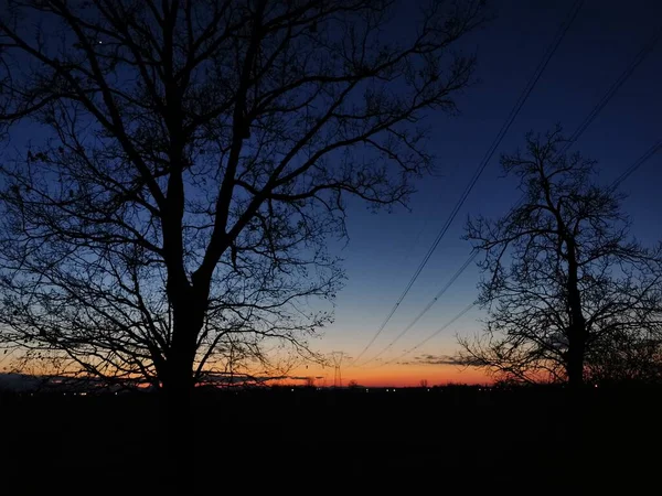 Близько Дерева Високоякісна Фотографія — стокове фото