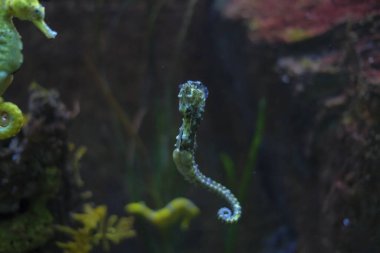 Yüzme akvaryumundaki güzel deniz atı sarı ve siyah