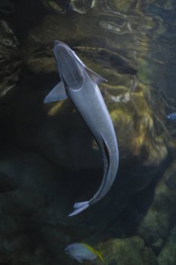 Akvaryum camı Echeneidae Carangiformes remora 'ya bağlı emici balığın harika bir örneği.